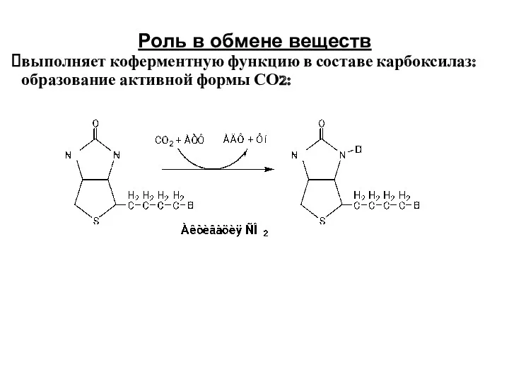 Роль в обмене веществ выполняет коферментную функцию в составе карбоксилаз: образование активной формы СО2: