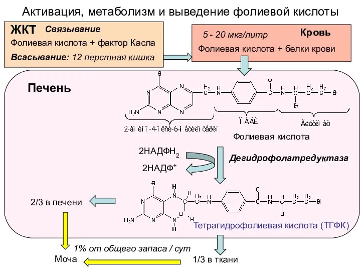 Активация, метаболизм и выведение фолиевой кислоты Тетрагидрофолиевая кислота (ТГФК) Дегидрофолатредуктаза