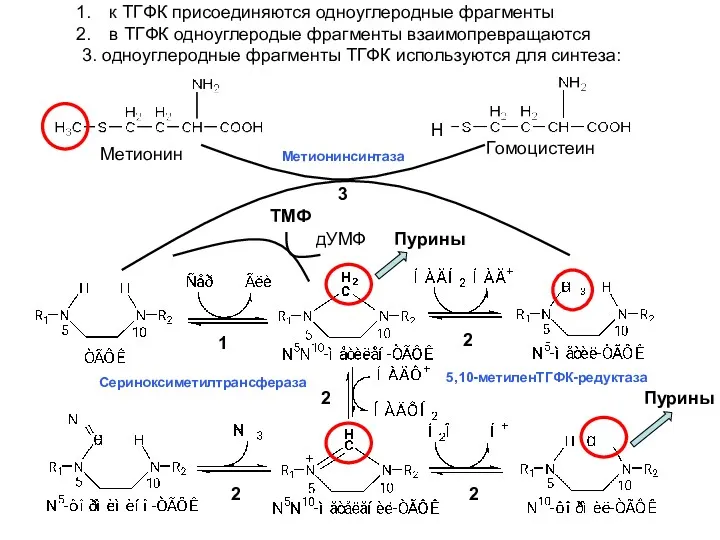 к ТГФК присоединяются одноуглеродные фрагменты в ТГФК одноуглеродые фрагменты взаимопревращаются