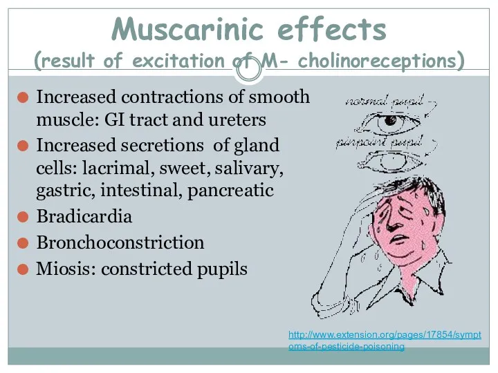 Muscarinic effects (result of excitation of M- cholinoreceptions) Increased contractions of smooth muscle: