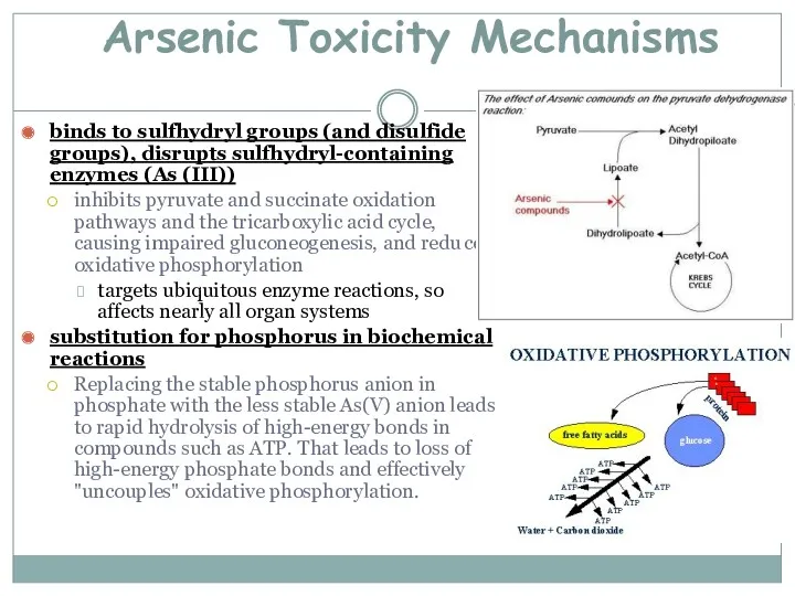 Arsenic Toxicity Mechanisms binds to sulfhydryl groups (and disulfide groups), disrupts sulfhydryl-containing enzymes