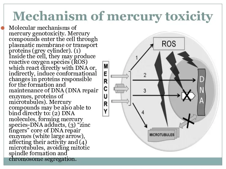 Mechanism of mercury toxicity Molecular mechanisms of mercury genotoxicity. Mercury compounds enter the