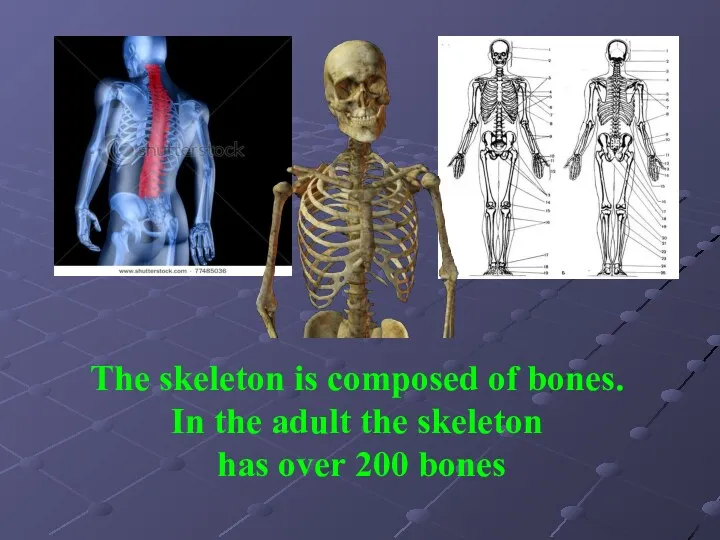 The skeleton is composed of bones. In the adult the skeleton has over 200 bones