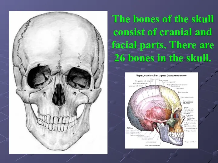 The bones of the skull consist of cranial and facial