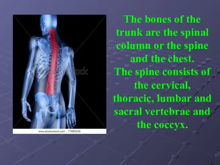 The bones of the trunk are the spinal column or