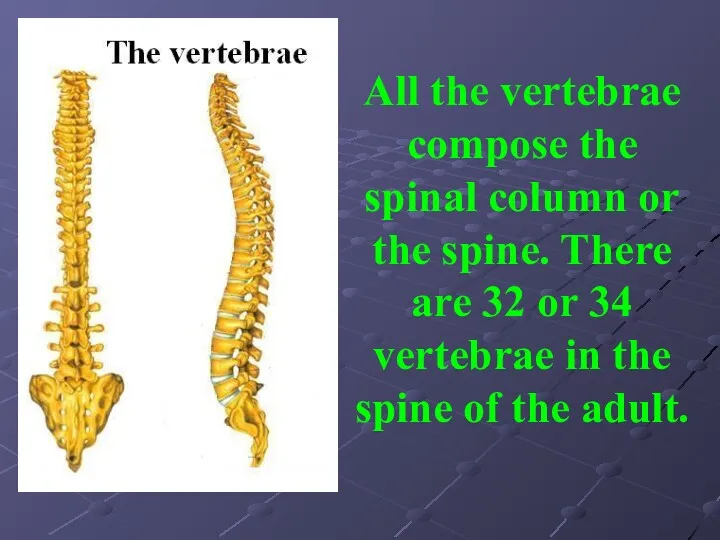 All the vertebrae compose the spinal column or the spine.
