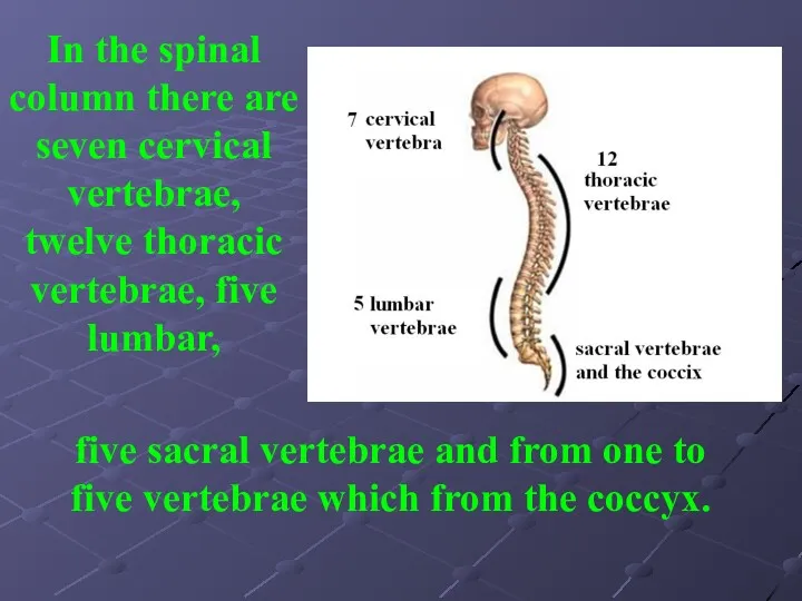 In the spinal column there are seven cervical vertebrae, twelve