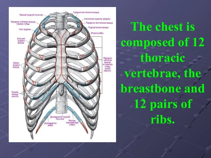 The chest is composed of 12 thoracic vertebrae, the breastbone and 12 pairs of ribs.