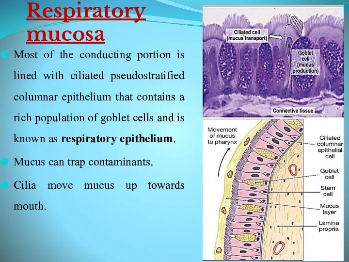 Respiratory mucosa Most of the conducting portion is lined with