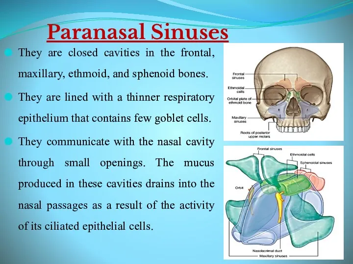 Paranasal Sinuses They are closed cavities in the frontal, maxillary,