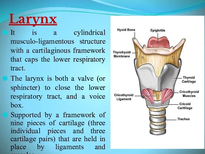 Larynx It is a cylindrical musculo-ligamentous structure with a cartilaginous