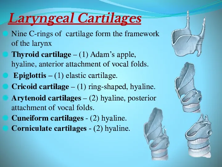 Laryngeal Cartilages Nine C-rings of cartilage form the framework of