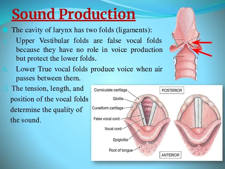 Sound Production The cavity of larynx has two folds (ligaments):