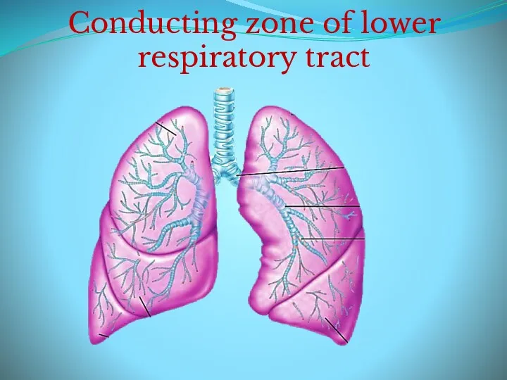 Conducting zone of lower respiratory tract