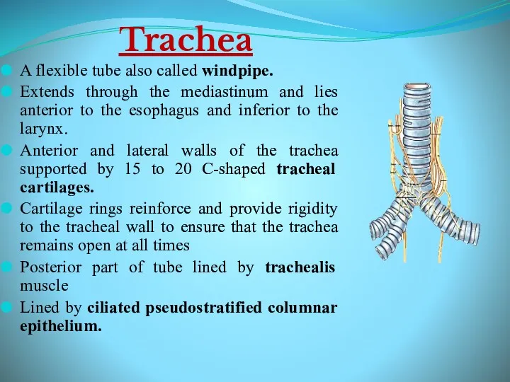 Trachea A flexible tube also called windpipe. Extends through the