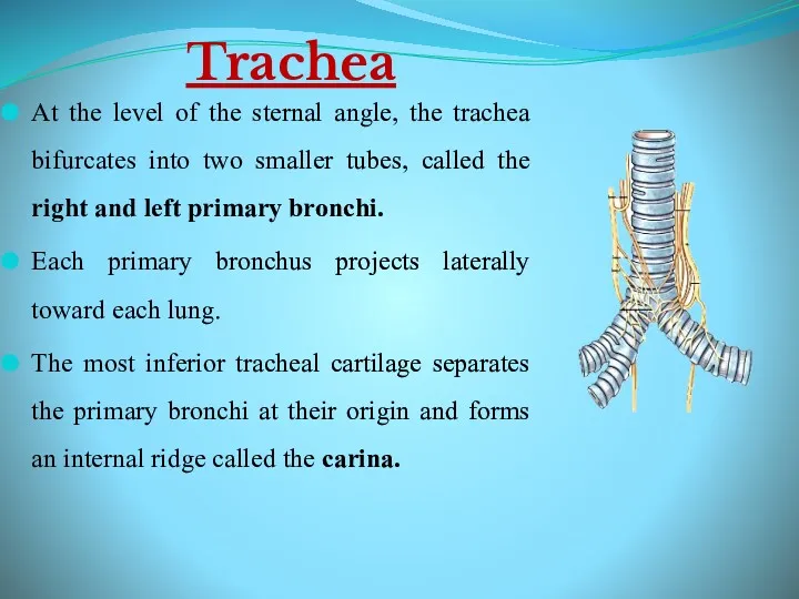 Trachea At the level of the sternal angle, the trachea