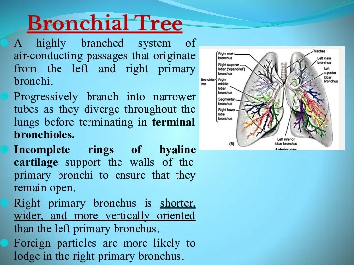 Bronchial Tree A highly branched system of air-conducting passages that