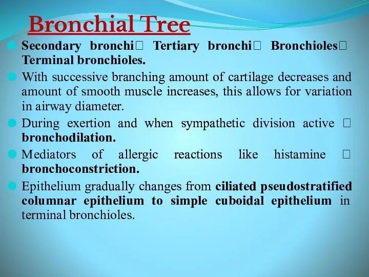 Bronchial Tree Secondary bronchi? Tertiary bronchi? Bronchioles? Terminal bronchioles. With