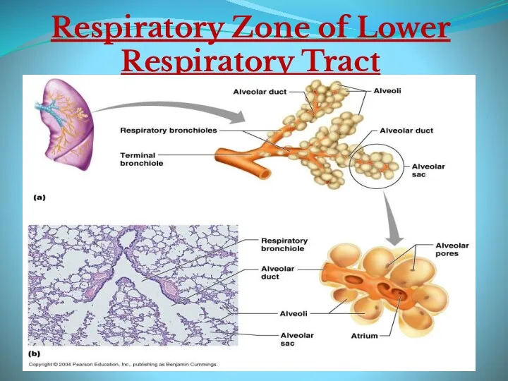 Respiratory Zone of Lower Respiratory Tract