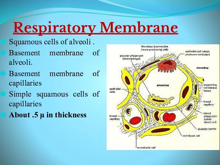 Respiratory Membrane Squamous cells of alveoli . Basement membrane of