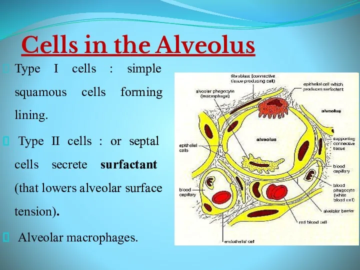 Cells in the Alveolus Type I cells : simple squamous