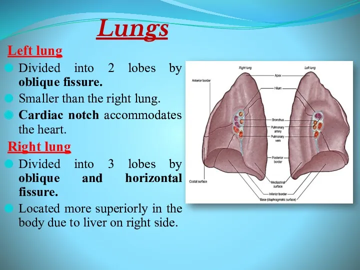 Lungs Left lung Divided into 2 lobes by oblique fissure.