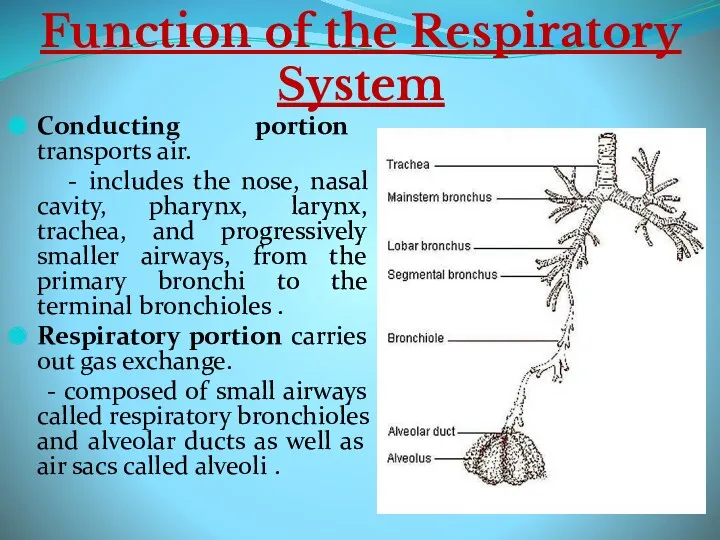 Function of the Respiratory System Conducting portion transports air. -