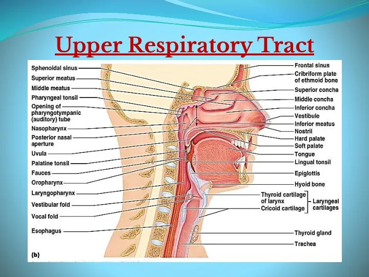 Upper Respiratory Tract