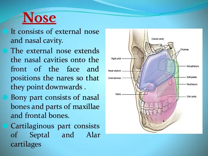 Nose It consists of external nose and nasal cavity. The