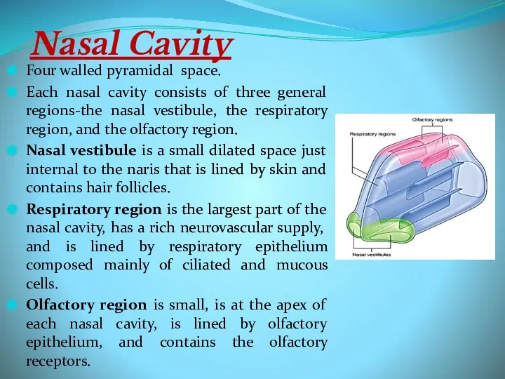 Nasal Cavity Four walled pyramidal space. Each nasal cavity consists