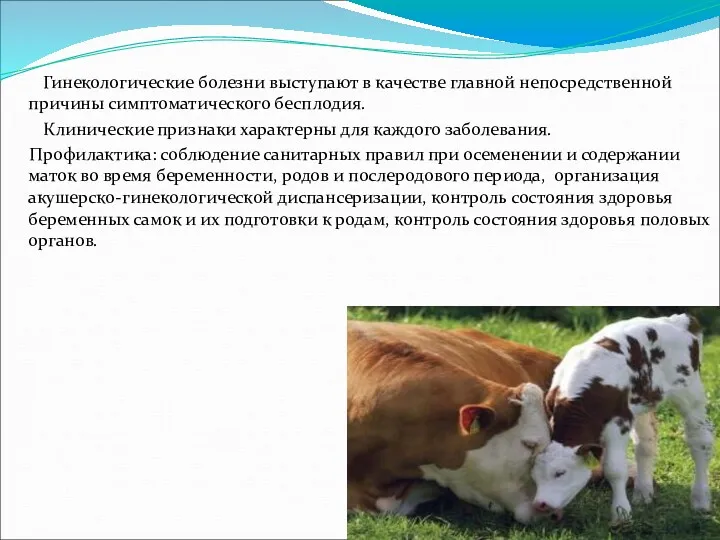 Гинекологические болезни выступают в качестве главной непосредственной причины симптоматического бесплодия.