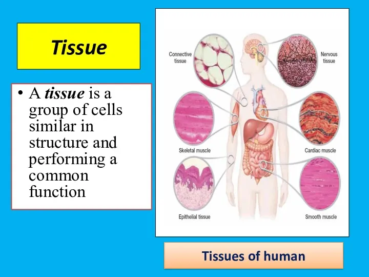 Tissue A tissue is a group of cells similar in structure and performing