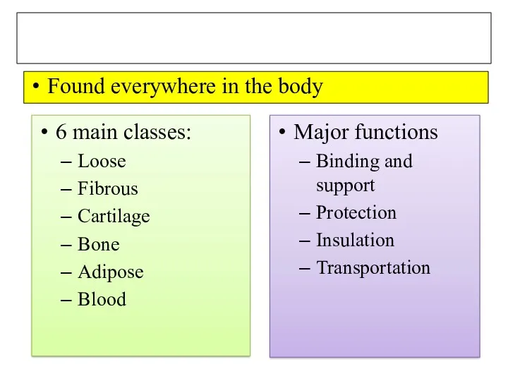 CONNECTIVE TISSUE Found everywhere in the body Major functions Binding and support Protection