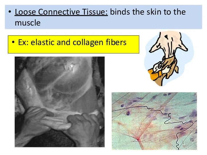 Loose Connective Tissue: binds the skin to the muscle Ex: elastic and collagen fibers