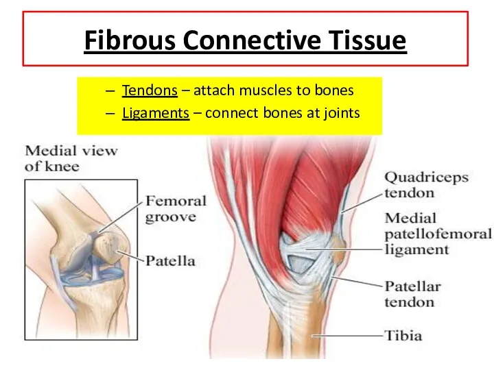 Fibrous Connective Tissue Tendons – attach muscles to bones Ligaments – connect bones at joints
