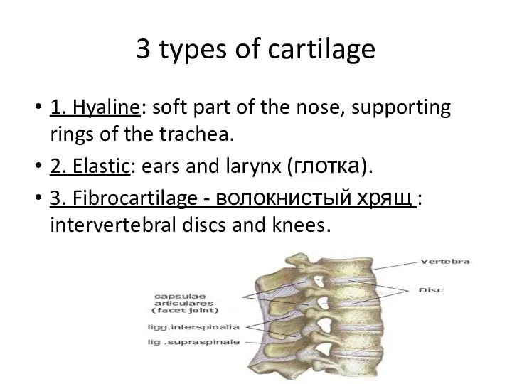 3 types of cartilage 1. Hyaline: soft part of the nose, supporting rings