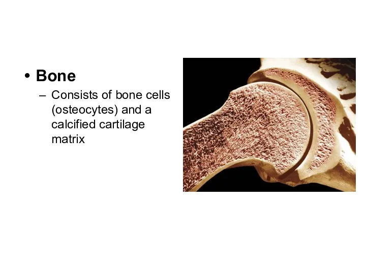 Bone Consists of bone cells (osteocytes) and a calcified cartilage matrix