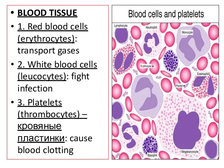 BLOOD TISSUE 1. Red blood cells (erythrocytes): transport gases 2. White blood cells