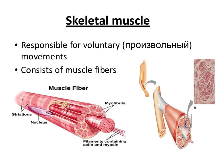 Skeletal muscle Responsible for voluntary (произвольный) movements Consists of muscle fibers