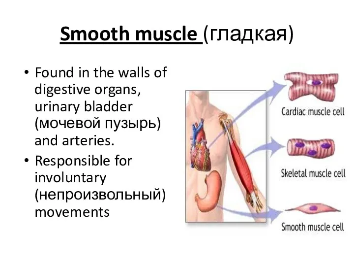 Smooth muscle (гладкая) Found in the walls of digestive organs, urinary bladder (мочевой