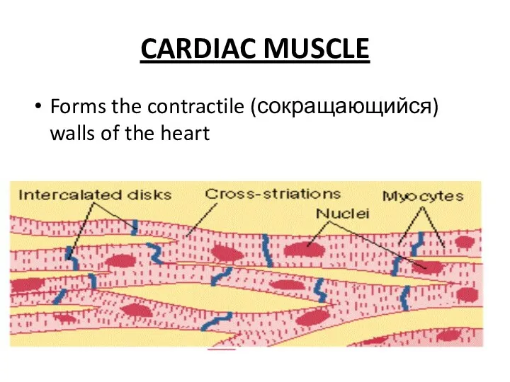 CARDIAC MUSCLE Forms the contractile (сокращающийся) walls of the heart
