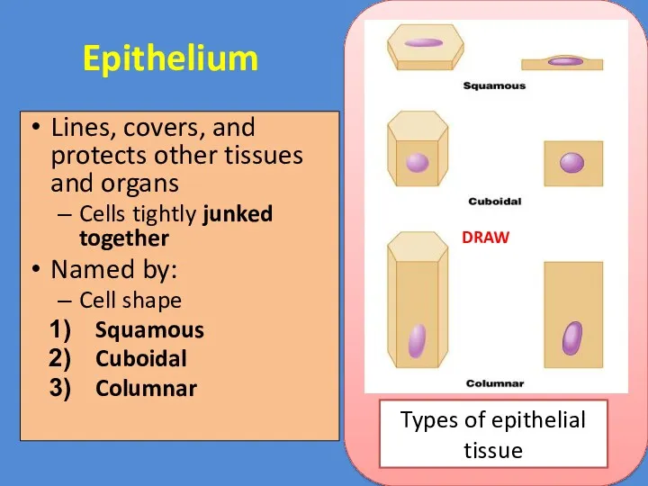 Epithelium Lines, covers, and protects other tissues and organs Cells tightly junked together