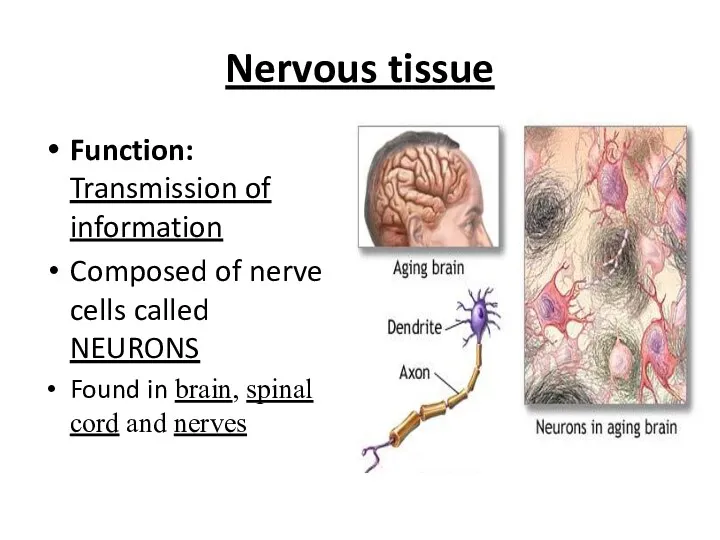 Nervous tissue Function: Transmission of information Composed of nerve cells called NEURONS Found
