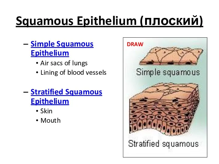 Squamous Epithelium (плоский) Simple Squamous Epithelium Air sacs of lungs Lining of blood