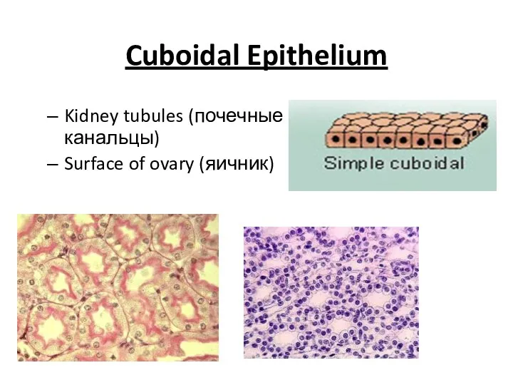 Cuboidal Epithelium Kidney tubules (почечные канальцы) Surface of ovary (яичник)