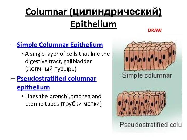 Columnar (цилиндрический) Epithelium Simple Columnar Epithelium A single layer of cells that line