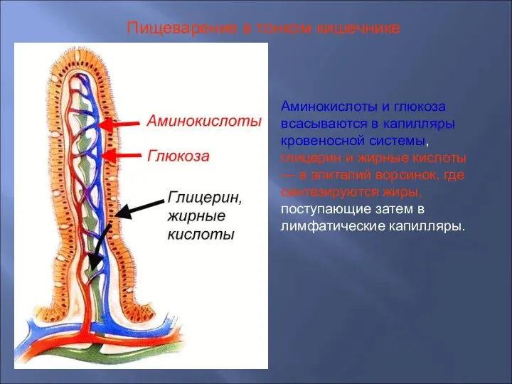 Аминокислоты и глюкоза всасываются в капилляры кровеносной системы, глицерин и