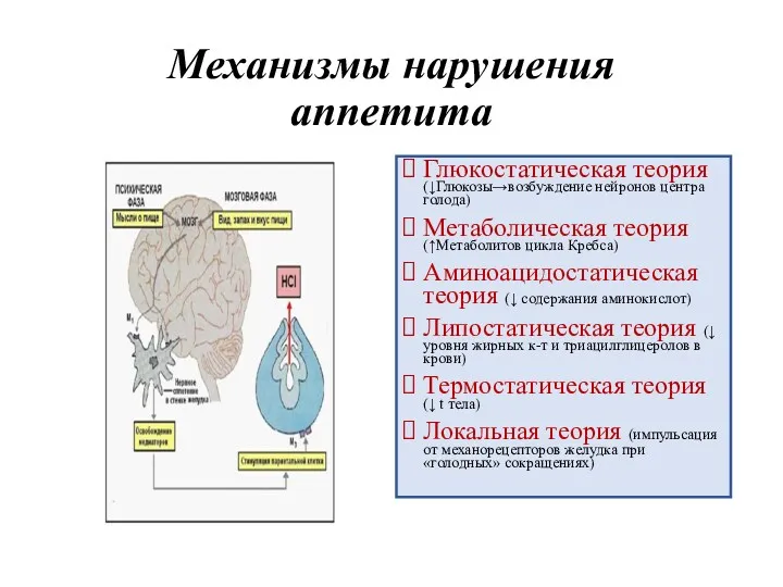 Механизмы нарушения аппетита Глюкостатическая теория (↓Глюкозы→возбуждение нейронов центра голода) Метаболическая