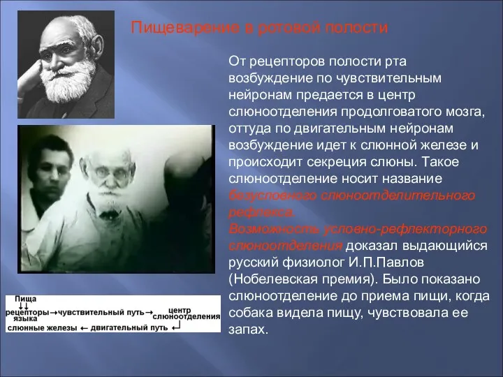 От рецепторов полости рта возбуждение по чувствительным нейронам предается в