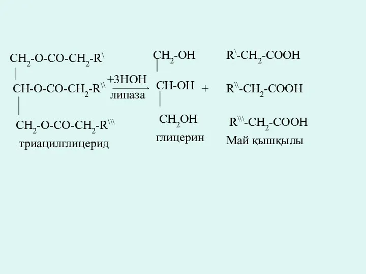 CH2-O-CO-CH2-R\ CH-O-CO-CH2-R\\ CH2-O-CO-CH2-R\\\ +3HOH липаза CH2-OH CH-OH CH2OH триацилглицерид глицерин + R\-CH2-COOH R\\-CH2-COOH R\\\-CH2-COOH Май қышқылы